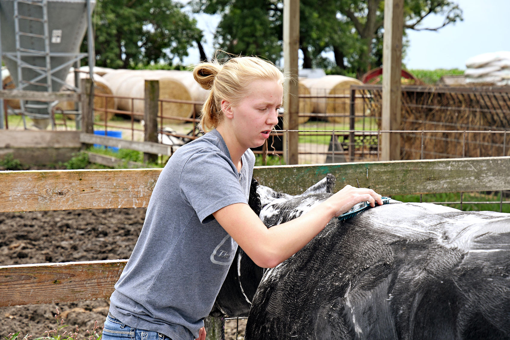 Sami Noteboom preps for steer show